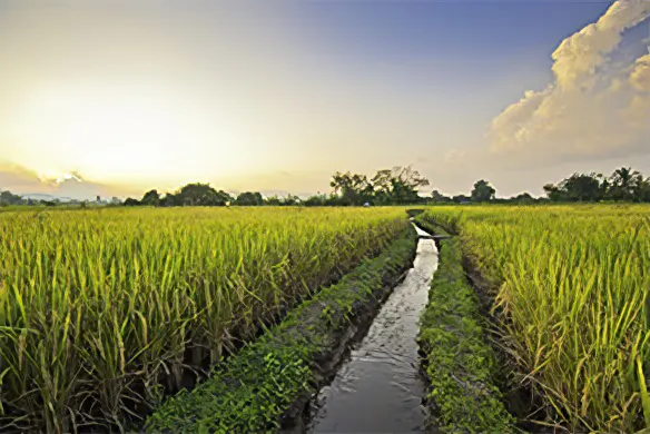 rice stage procedure